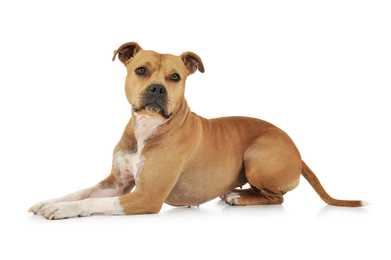 American Staffordshire Terrier dog breed lying down with head up against a white background