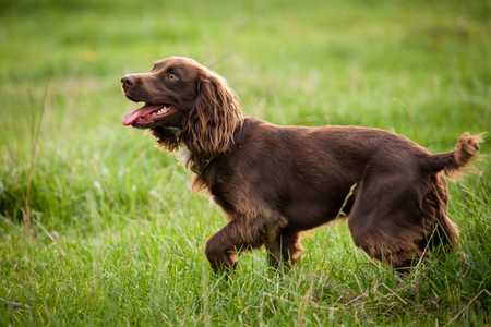 `Boykin Spaniel dog breed running across the grass panting