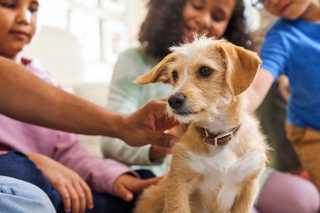children petting blonde terrier dog