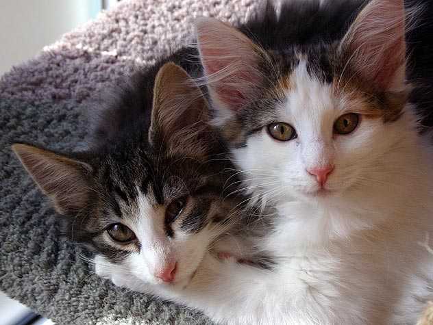 two-cats