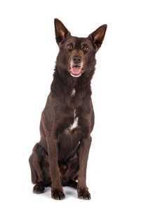 front view of australian kelpie dog breed sitting in front of a white background