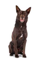 front view of australian kelpie dog breed sitting in front of a white background
