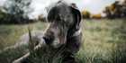 great dane with missing eyes