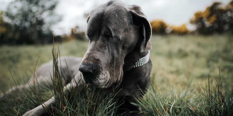 great dane with missing eyes