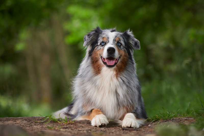 gray, white and tan Australian Shepherd sitting in the woods