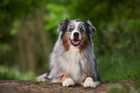 gray, white and tan Australian Shepherd sitting in the woods