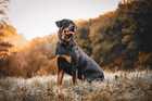 Black and tan Rottweiler dog sitting in field