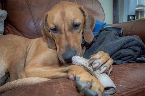 are-antlers-safe-4.jpg