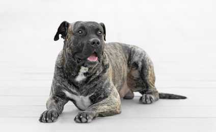 Presa Canario dog breed laying down panting on a white wood floor 
