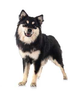 Standing Finnish Lapphund dog breed looking at the camera against a white background
