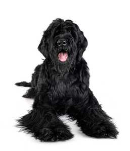 giant schnauzer dog breed laying in front of a white background facing forward with tongue out
