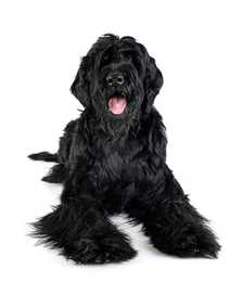 giant schnauzer dog breed laying in front of a white background facing forward with tongue out