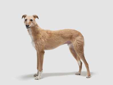 Standing side view of a Lurcher dog breed with face forward against a white background