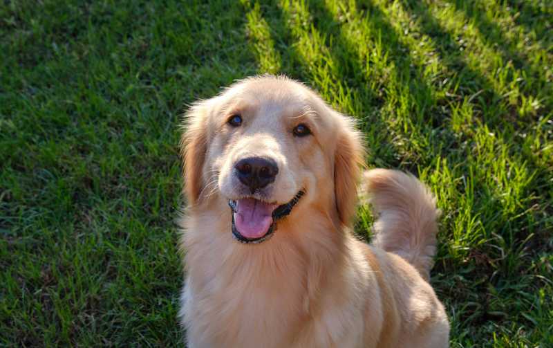 Golden Retriever dog breed sitting on grass looking up at the camera expectantly with mouth open