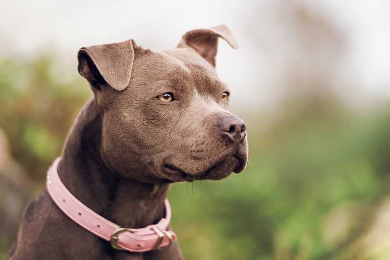 Stoic gray pit bull with pink collar