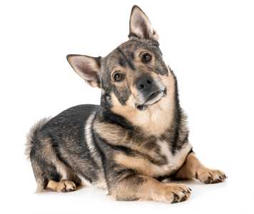 Swedith Vallhund dog breed  laying on ground with head cocked to one side against a white background