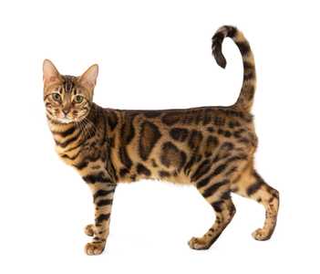 Bengal cat breed standing side view with face forward and tail curled up on white background