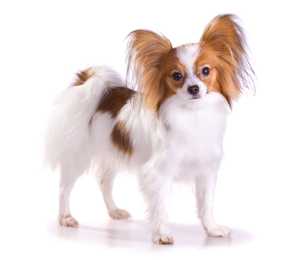 standing papillon dog breed facing forward in front of a white background