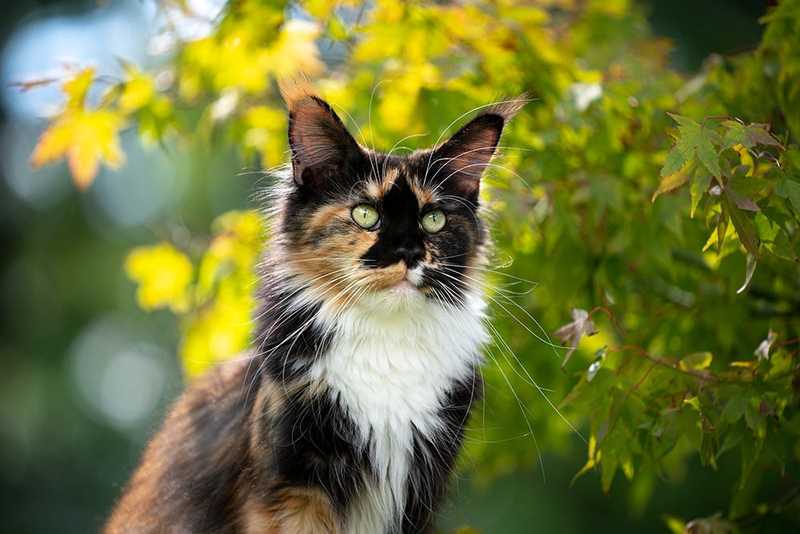 Long-haired tortoiseshell cat with a white chest and green eyes sitting outdoors among sunlit green leaves.