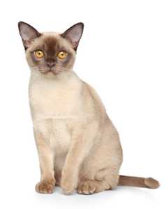 Burmese cat breed sitting tall against a white background