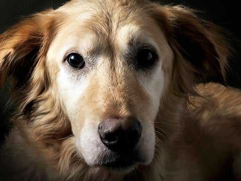 100292939-dog-blood-donor-632x475