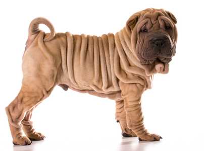 Chinese Shar Pei dog breed with folds standing sideway looking at camera against white background
