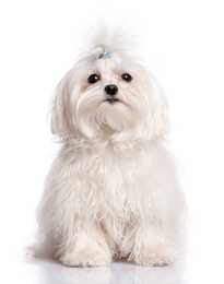 Maltese dog breed with pony tail sitting against a white background