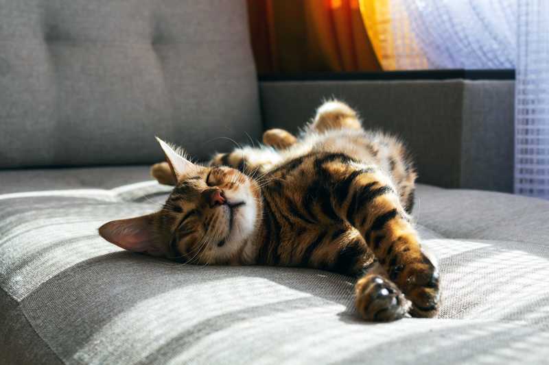 striped cat laying on couch, lounging in the sun