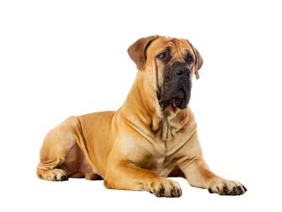 Boerboel dog breed laying down head up looking to the right against a white background