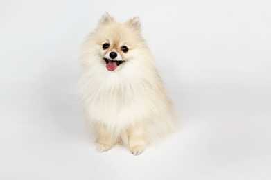 Pomeranian dog breed sitting looking up with tongue out against a white background