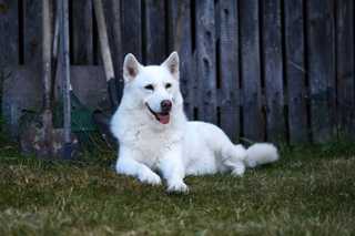 white, fluffy dog laying in grass in front of fence