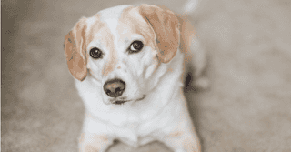 Dog Looking at owner