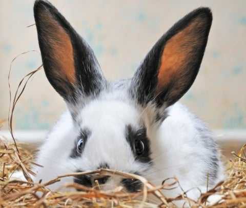 housing rabbits