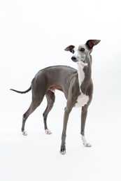 gray and white Italian grayhound dog breed standing looking up against a white background
