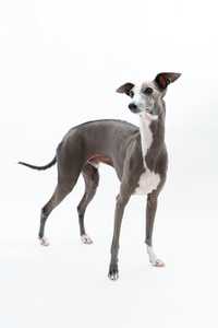 gray and white Italian grayhound dog breed standing  looking up against a white background