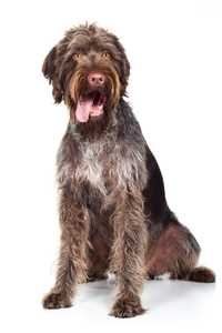 German Longhaired Wirehaired Pointer dog breed sitting with tongue hanging to the side 