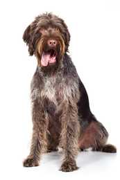 German Wirehaired Pointer dog breed sitting with head tilted against a white background