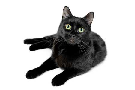 Young Bombay cat breed laying down looking at the camera against a white background