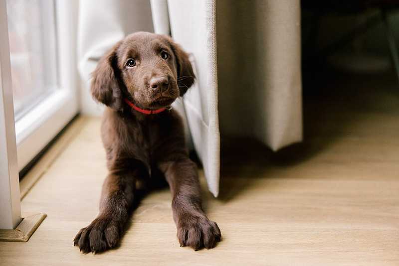 Chocolate labrador retriever puppy laying in front of a window