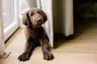 Chocolate labrador retriever puppy laying in front of a window