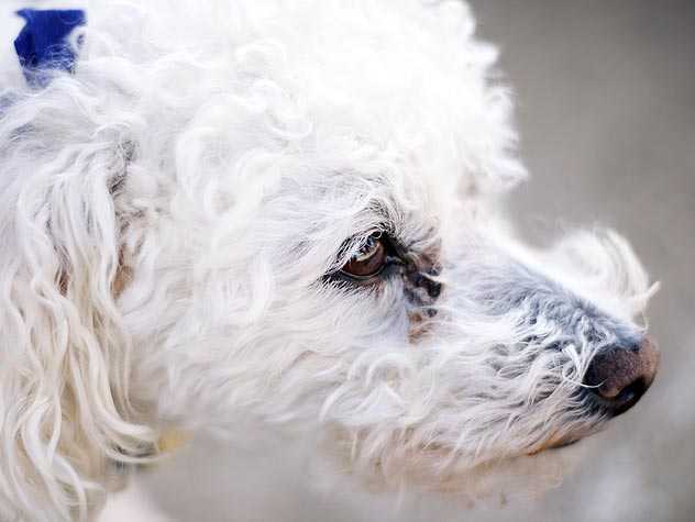 Dog and tear stain