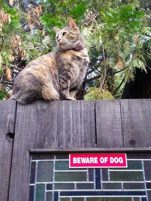 Cat on the fence