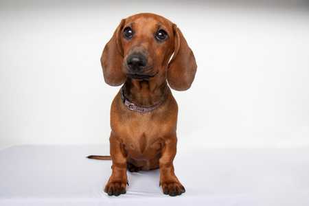 Close up of a Miniature Dachshund dog breed looking up against a white background