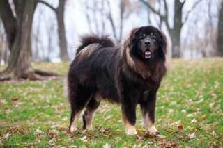 fluffy black and brown dog standing in the forrest