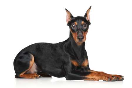 German Pinscher dog breed laying down side view with paws stretched out and face to the camera