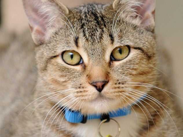 liver failure cat