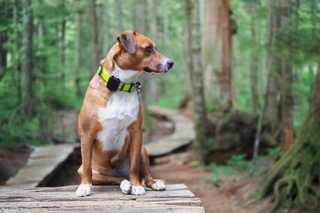 Dog with yellow collar sitting on wood pathway