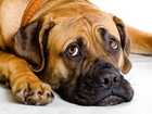 tips for tackling dog smells