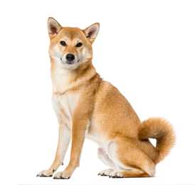 Shiba Inu dog sitting against a white background.