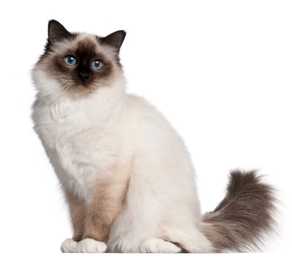 side view of birman cat breed with blue eyes sitting in front of a white background with tail curled